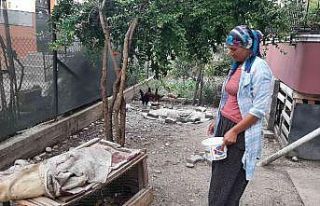 Civciv hırsızı kedi mahalleliyi canından bezdirdi