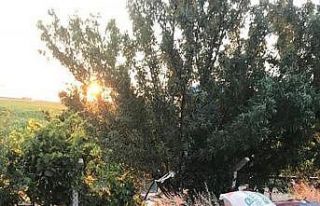 Çocuklarına bakayım derken karşıdan gelen araçla...