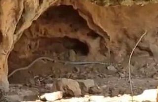 Çukurca’da dev yılanlar korkuttu