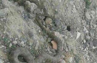 Çukurca’da engerek yılanı görüntülendi