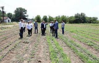 Dağ çileği projesi yaygınlaştırılacak