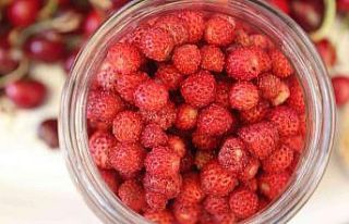 Dağlarda toplanıyor, kilogramı 50 TL’ye satılıyor