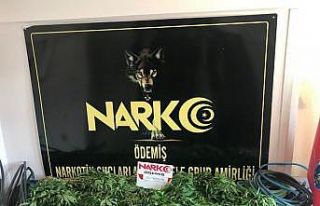 Dağlık arazide 688 kök kenevir bitkisi ele geçirildi