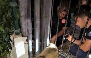 Demir parmaklıklara sıkışan köpeğin yardımına...