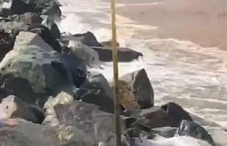 Denize düşen kurbanlık boğa vatandaşlar tarafından...