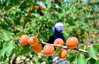 Denizli’de erkenci kayısı hasadı başladı