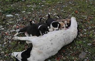 Dere yatağına düşen anne köpek ve yavruları...