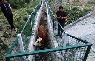 Dere yatağında mahsur kalan inekler için seferber...