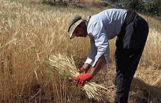 Derecik’te yılın ilk bereketli buğday hasadı...