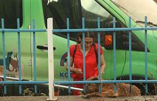 Derede mahsur kalan köpek, ekipleri peşinden koşturdu