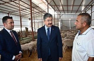 Devlet desteğiyle 100 koyunluk sürü sahibi oldu