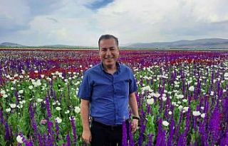 Doğaya adeta halı serildi