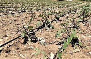 Dolu yağışı tarım alanlarında zarara neden oldu