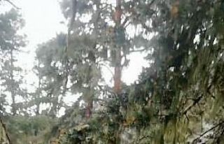 Doluya yakalanan sürü sahibi zor anlar yaşadı