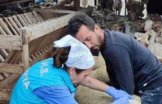 Domaniç’te küçükbaş hayvanlara veba ve brucella...