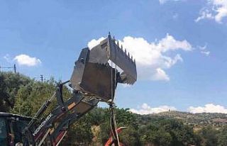 Domuzun saldırdığı yarış atı telef oldu