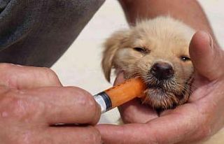 Düzce Belediyesi kısırlaştırarak sağlıklaştırıyor