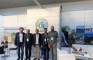 Edremit Körfezi yeşil çizik zeytini ve Edremit...