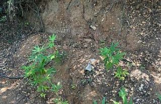 Ektiği kenevirleri sularken suçüstü yakalandı