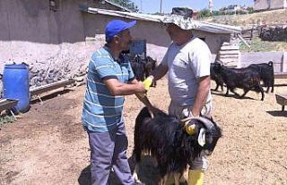 Elazığ’da kurbanlıklar görücüye çıktı:...