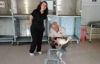 Elazığ’da tedavisi yapılan leylek, doğaya bırakıldı