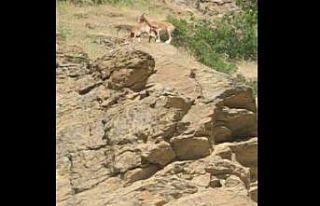 Elazığ’da yaban keçisi sürüsü görüldü