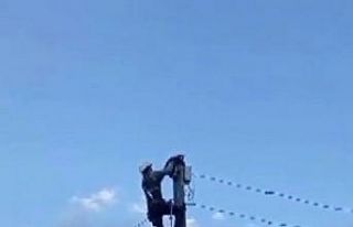 Elektrik direğinde mahsur kalan kediyi ekipler kurtardı