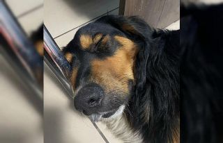 Eline aldığı sopayla köpekleri kovaladı, hayvanseverler...