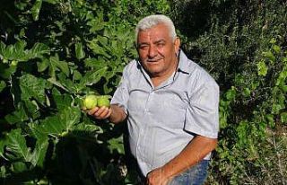 Erkenci incir üreticinin yeni gelir kapısı oldu