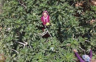 Erkenci incirde hasat bir ağaç gelir kapısı oldu