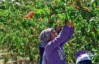 Erkenci kayısı çiftçinin yeni gelir kapısı oldu