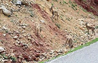 Erzincan - İliç yolunda yaban keçileri yol kenarına...