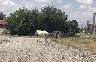 Eskişehir’de başıboş at sorununa çözüm bulunamıyor