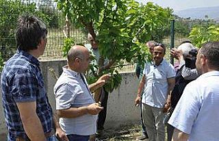 Eskişehir’de ipekböcekçiliği yaygınlaşıyor
