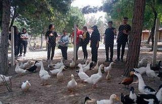 Evcil hayvan parkı çocukların gözde mekanı oldu