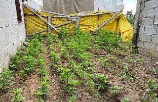 Evin bahçesini kenevir tarlasına çevirmişler