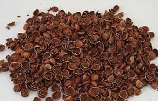 Fındık kabuğu değerleniyor