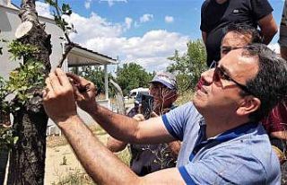 Fıstık kenti olma yolunda ilerleyen Karabük’te...