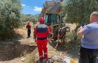 Foseptik çukuruna düşen inek kurtarıldı