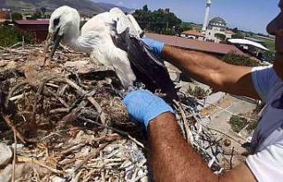 Gelişigüzel doğaya atılan ipler leylekleri öldürüyor