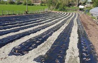 Giresun’un Alucra ilçesinde organik çilek üretimi...