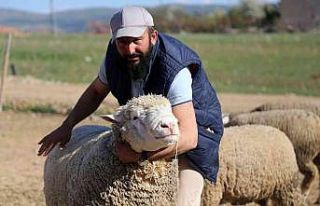 Gümüşhane’de ‘Ile de France’ ırkı koyunlar...