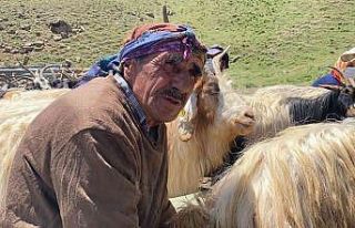 Hakkari’de 2 bin küçükbaş hayvan dağıtıldı