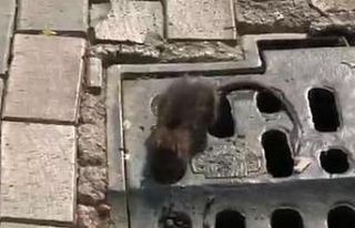 Hamamyolu caddesinde fare krizi