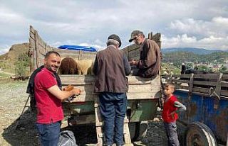 Hanönü’de kurbanlık hayvan pazarı açıldı