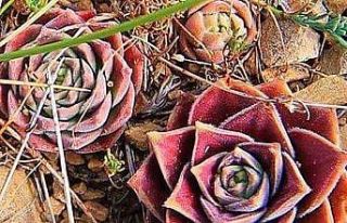 Hasret çiçeğinin şaşırtan hikayesi