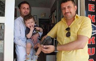 Hasta güvercine sahip çıktı