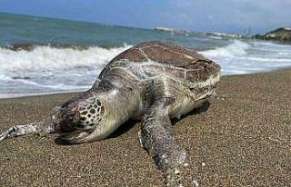 Hatay’da ölü caretta caretta sahile vurdu