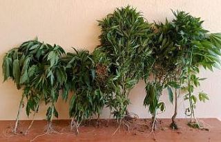 Hatay’da uyuşturucu operasyonu