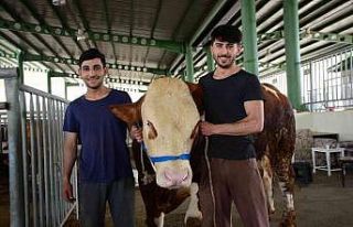 Hayvan pazarının gözdesi oldular
